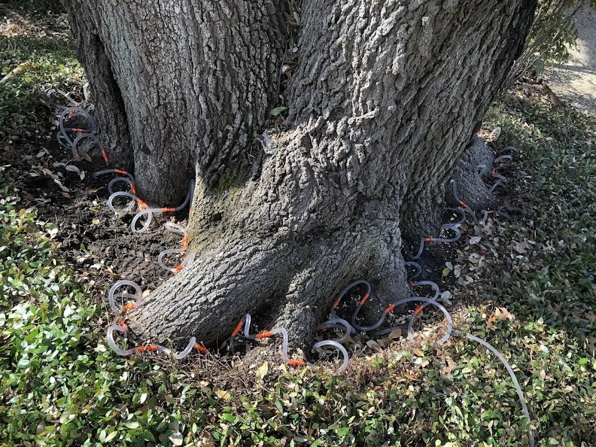 Detailed Tree Cabling and Bracing job site in Ortonville