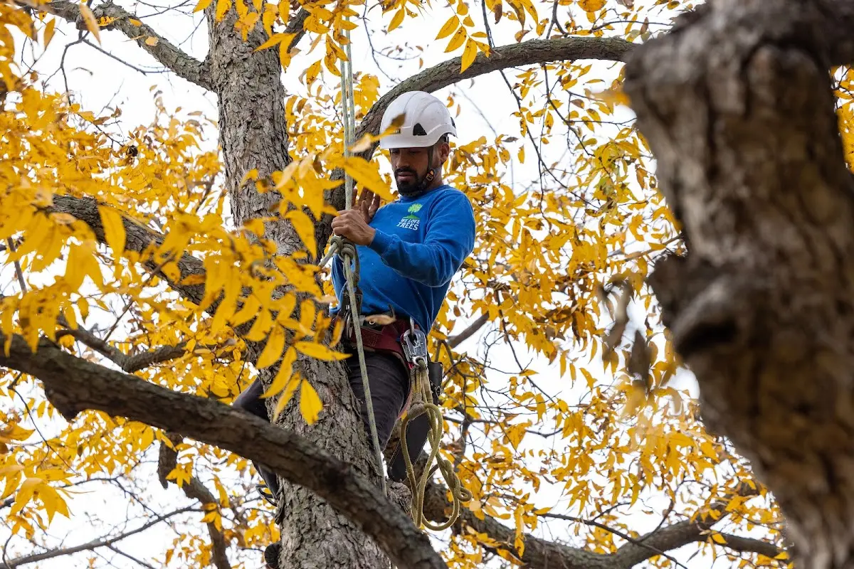 Skilled Tree Transplanting crew working in Ortonville