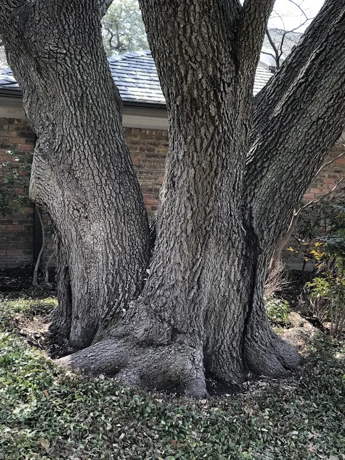 Mature heritage tree close to a Ortonville property cared for by certified arborists